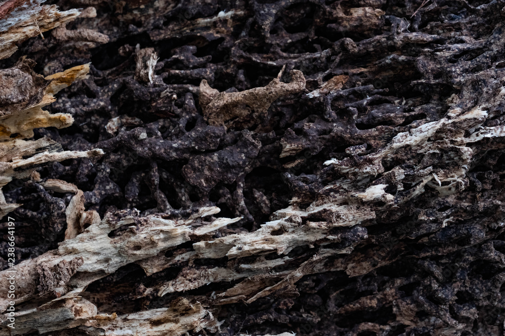 Close up texture and structure the termite nests in decaying trunk of the old falling tree Close up texture and structure the termite nests in decaying trunk of the old falling tree