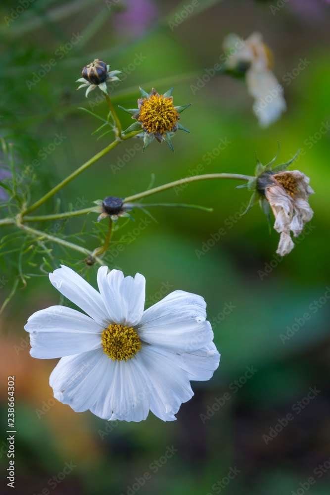 Obraz premium Schmuckkörbchen, Cosmea