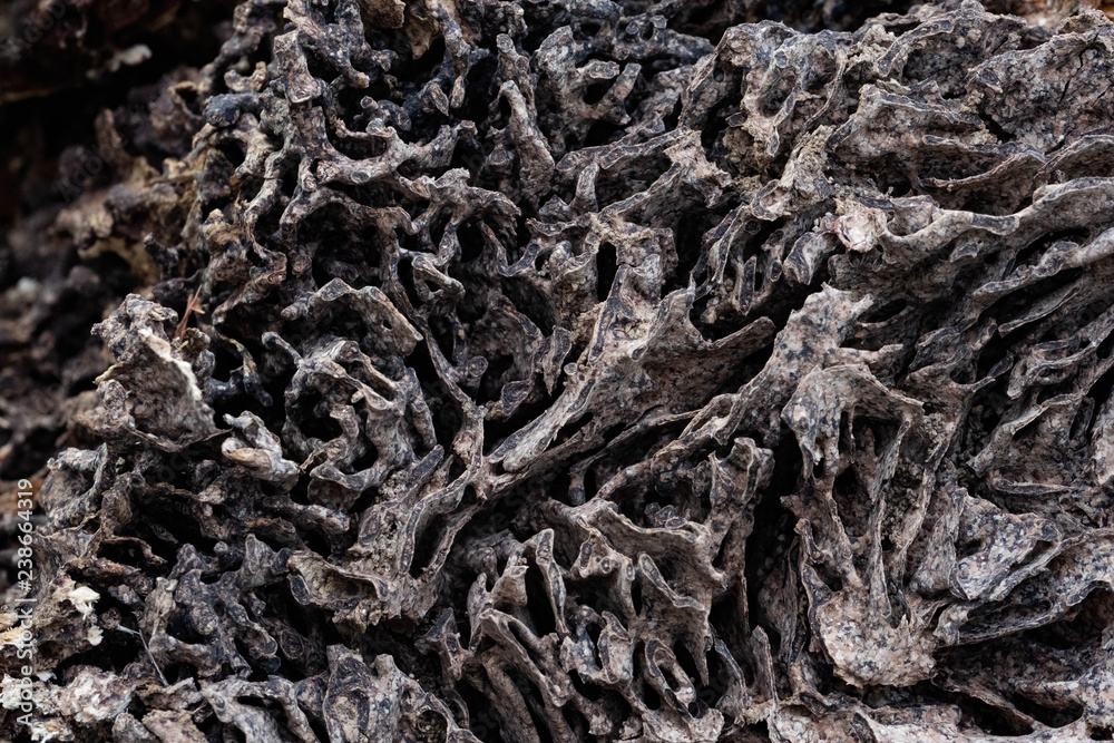 Close up texture and structure the termite nests in decaying trunk of the old falling tree Close up texture and structure the termite nests in decaying trunk of the old falling tree