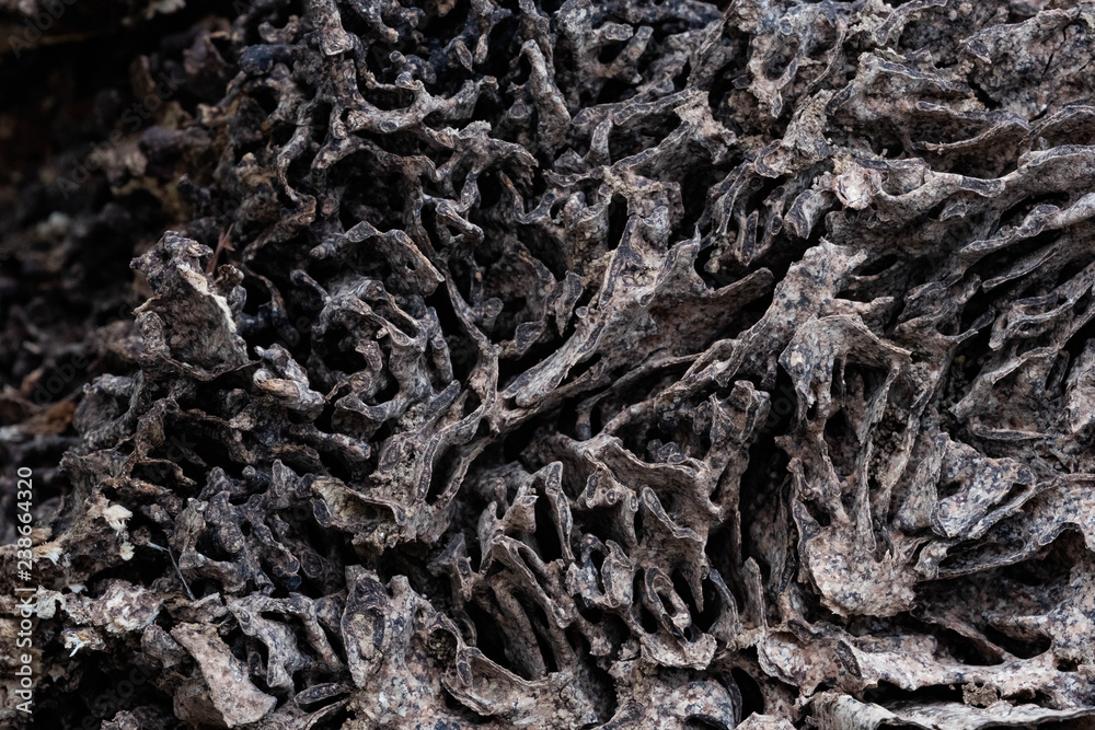 Close up texture and structure the termite nests in decaying trunk of the old falling tree Close up texture and structure the termite nests in decaying trunk of the old falling tree