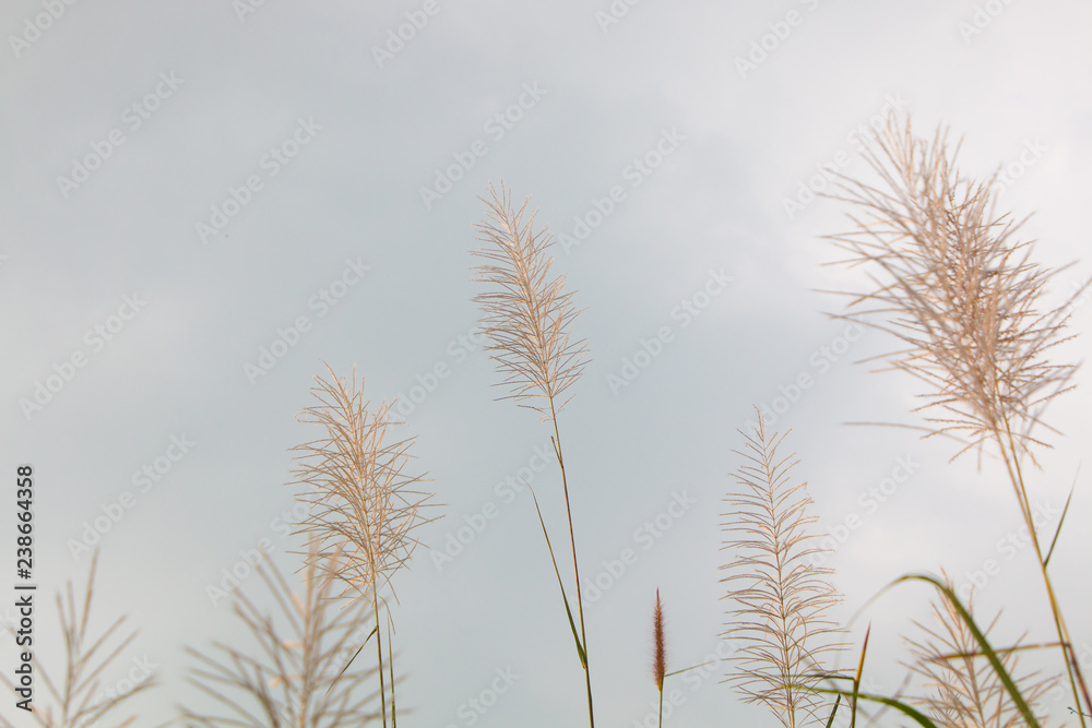 Naklejka premium closeup leaf pink flower grass and blur field background .