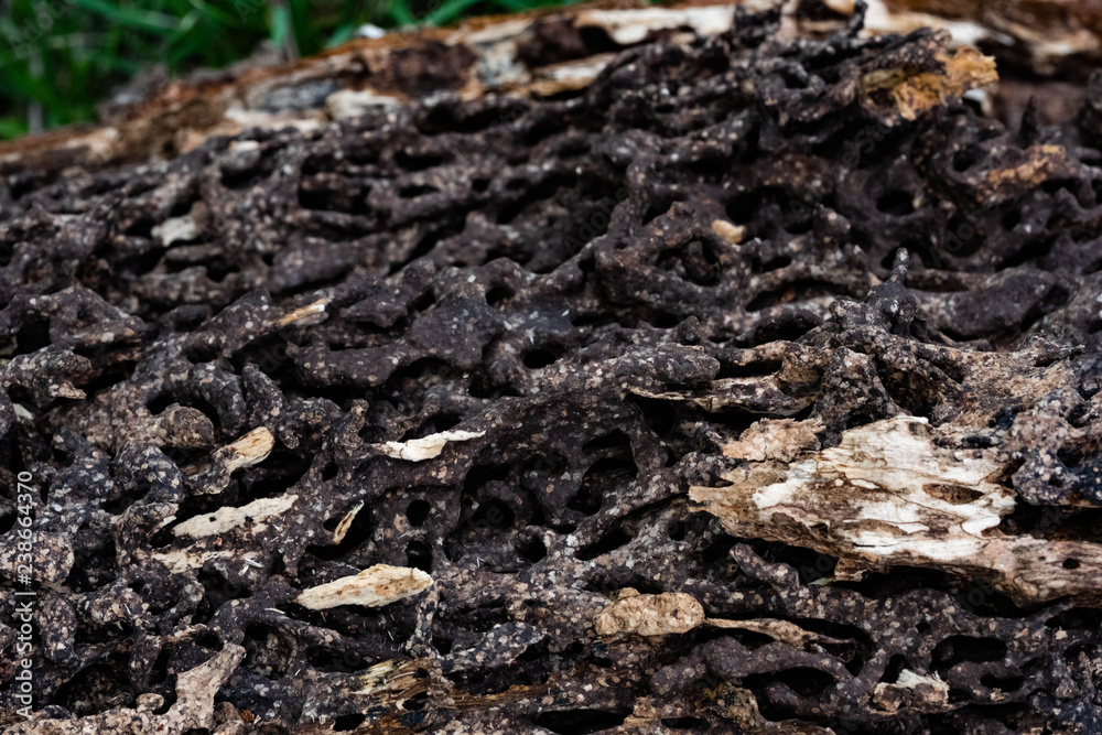 Close up texture and structure the termite nests in decaying trunk of the old falling tree Close up texture and structure the termite nests in decaying trunk of the old falling tree