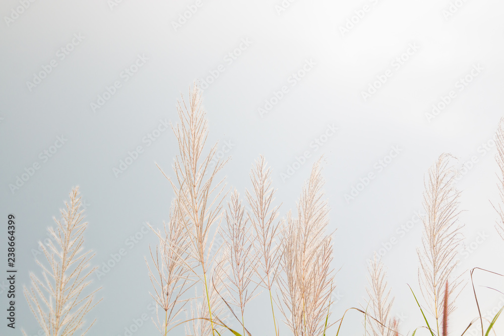 closeup leaf pink flower grass and blur field background . closeup leaf pink flower grass and blur field background .
