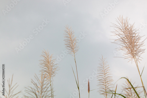 closeup leaf pink flower grass and blur field background . © Rattanachai