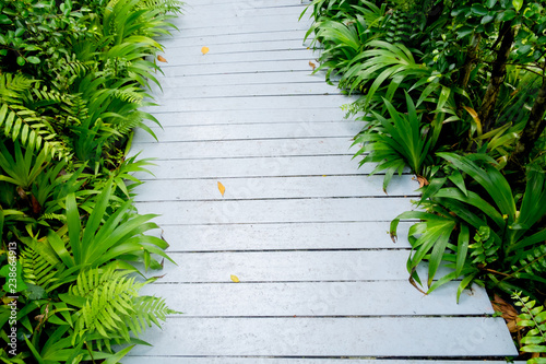 White wooden walkway in a tropical garden