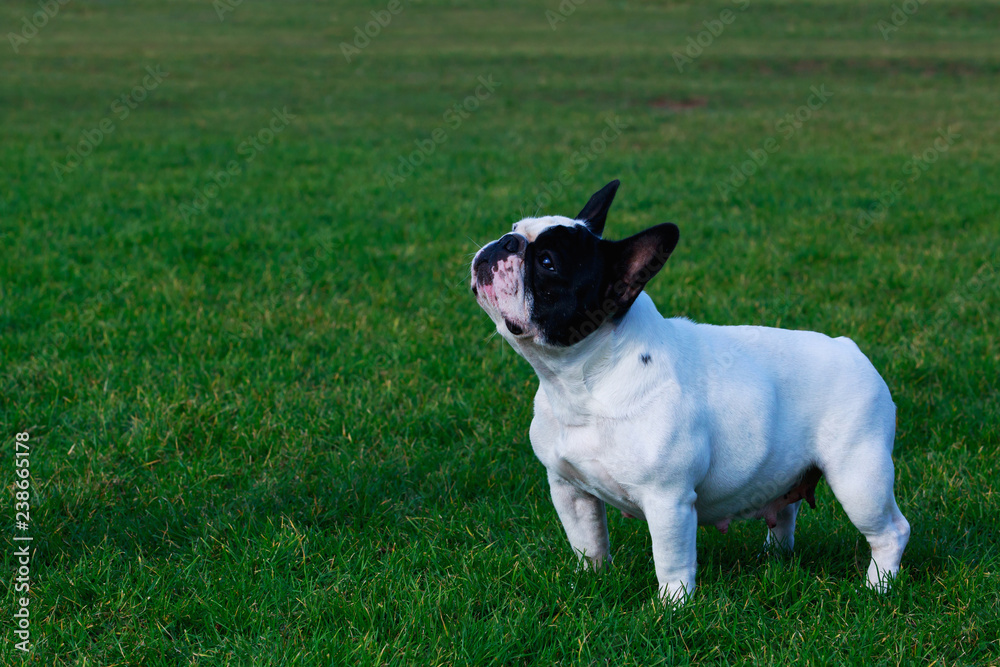 Dog breed French Bulldog