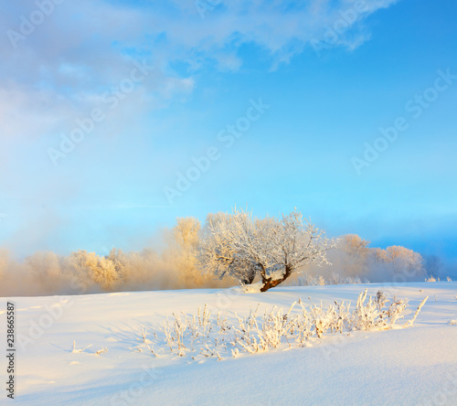 Winter landscape. Cold day. © gornist