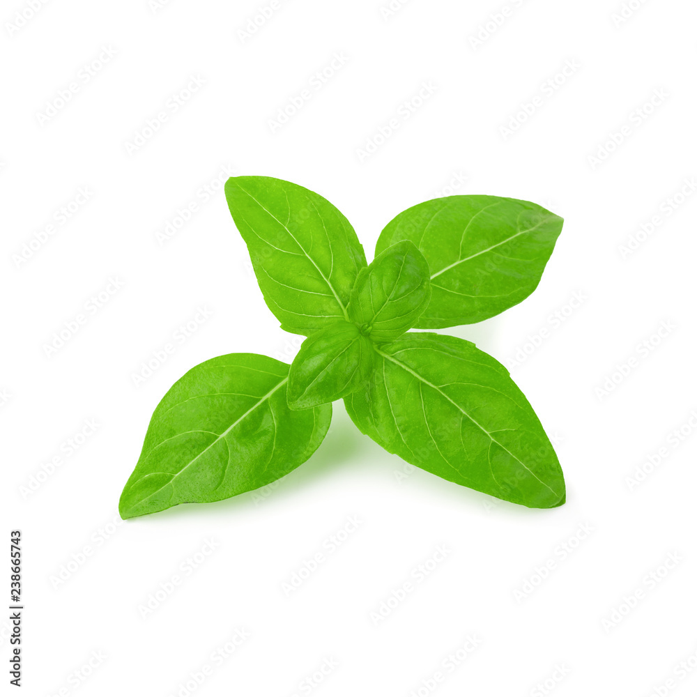 Close up of fresh green basil herb leaves isolated on white background. Sweet Genovese basil. Close up of fresh green basil herb leaves isolated on white background. Sweet Genovese basil.