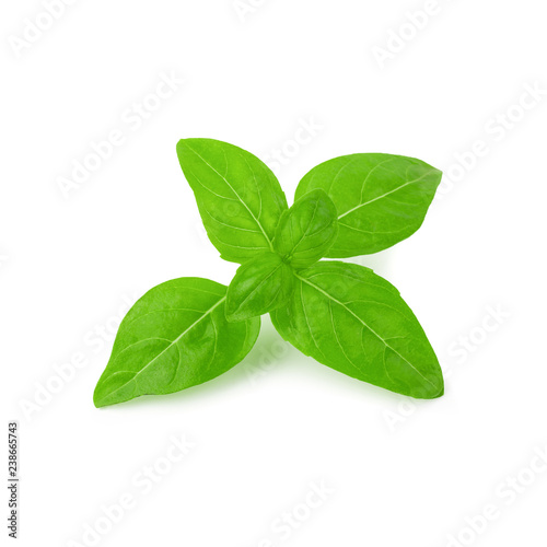 Close up of fresh green basil herb leaves isolated on white background. Sweet Genovese basil.
