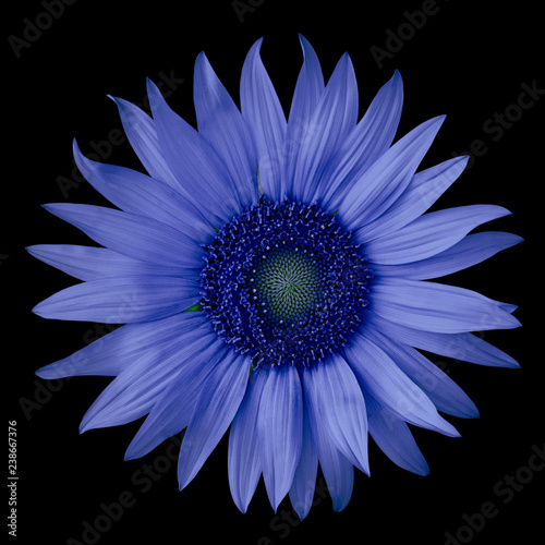 flower blue ultramarine isolated on a  black  background. Close-up.  Nature.
