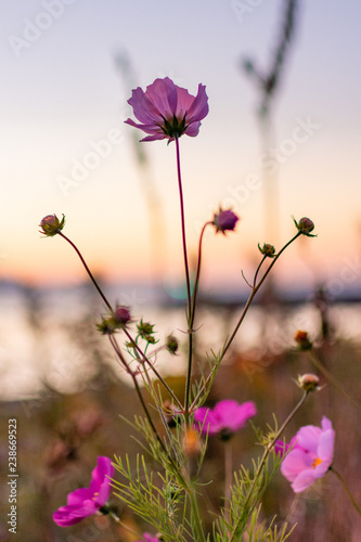 Cosmos blooming on the coast