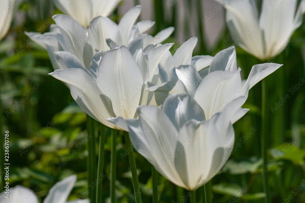 blooming white tulips blooming white tulips