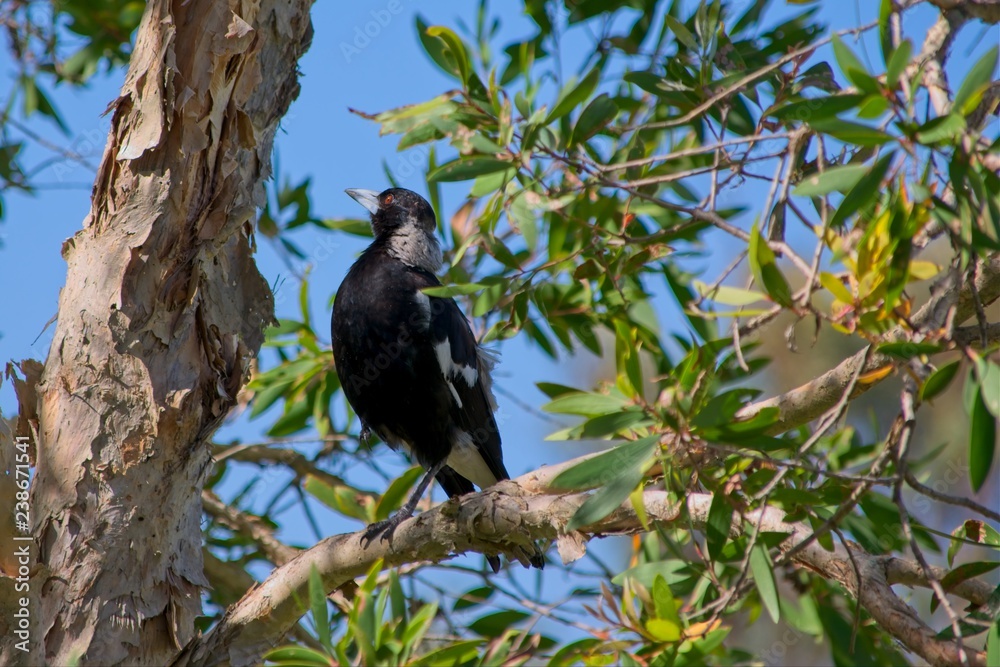 Australian Magpie sitting in gum tree Australian Magpie sitting in gum tree