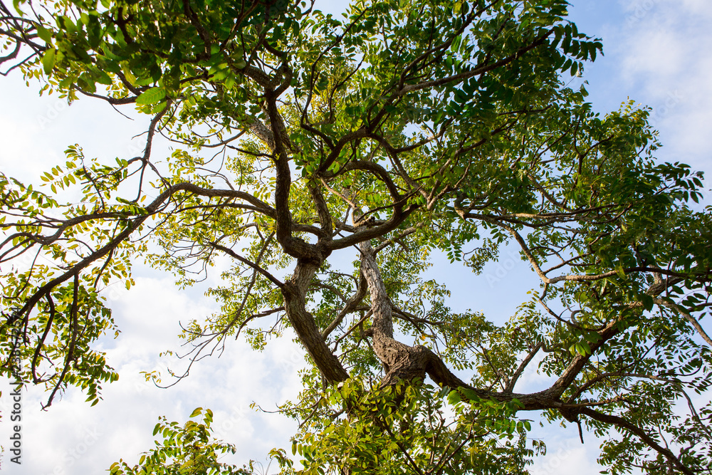 Obraz premium tree on blue sky