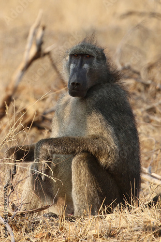 Male Chacma baboon in Kruger National Park, South Africa