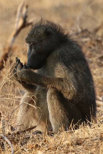 Male Chacma baboon in Kruger National Park, South Africa