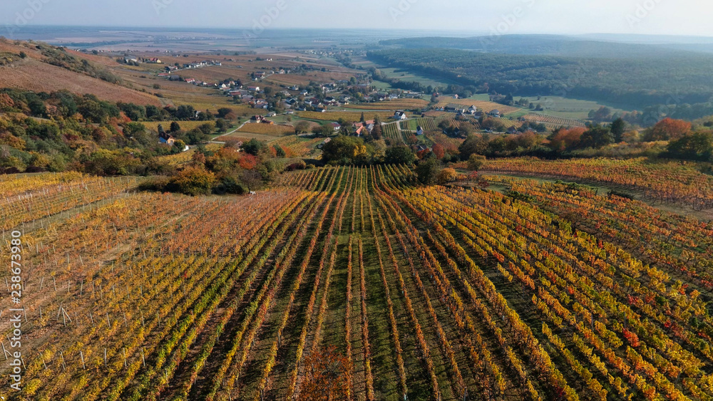 Luftaufnahme vom Eisenberg, Weinberg im Herbst Luftaufnahme vom Eisenberg, Weinberg im Herbst
