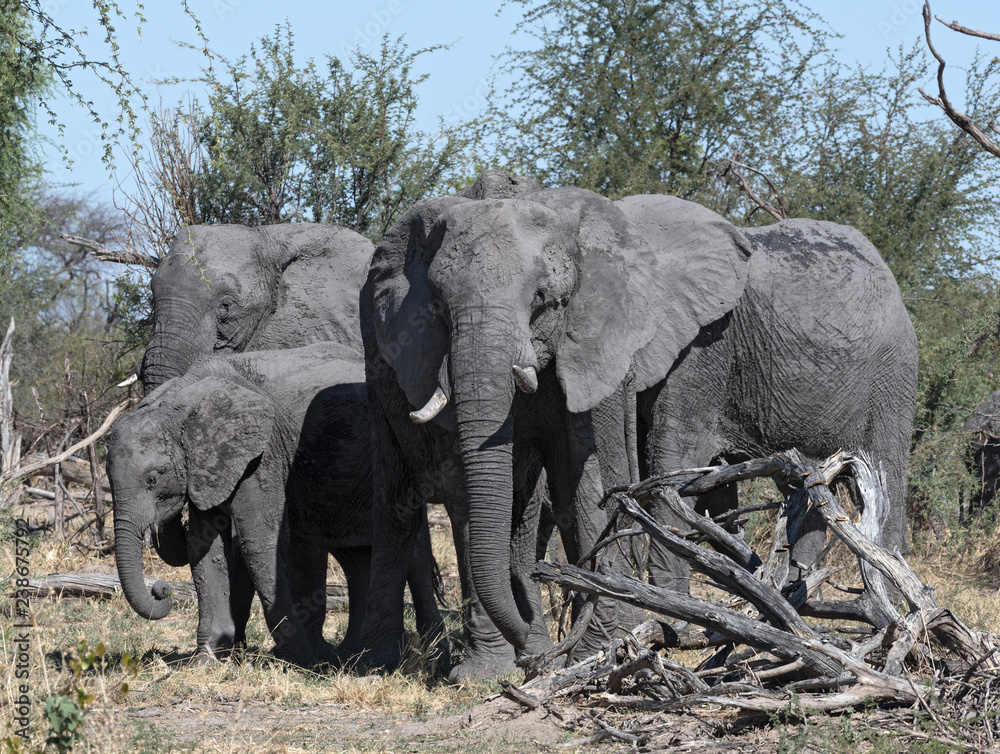 small elephant group in the dry okavango delta