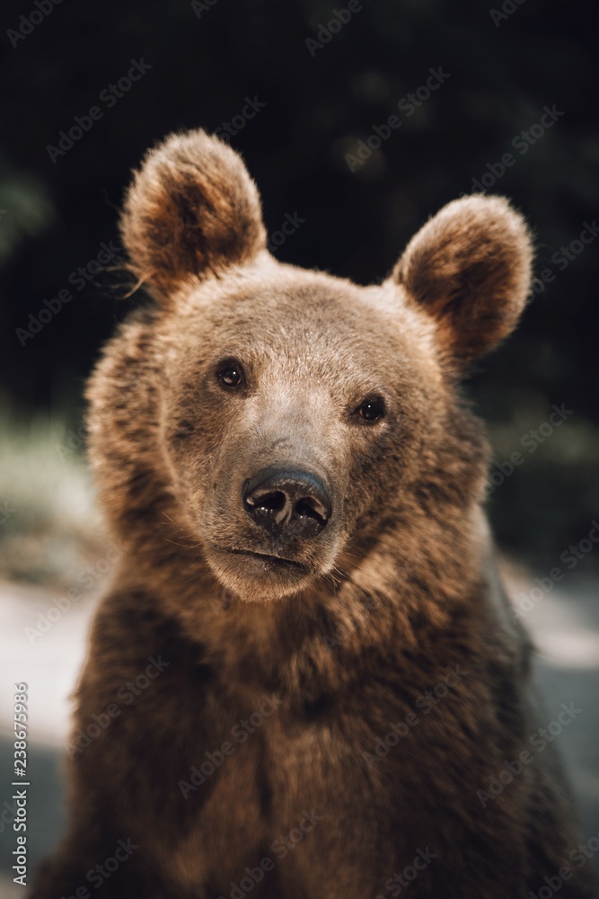 Fototapeta premium Wild brown bear poartrait captured in Transylvania,Romania.