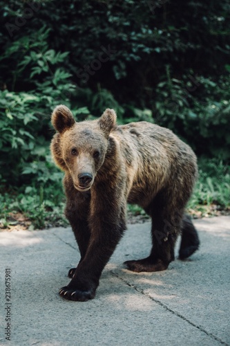 Wild brown bear standing on...