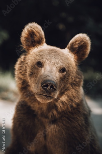 Wild brown bear poartrait c...