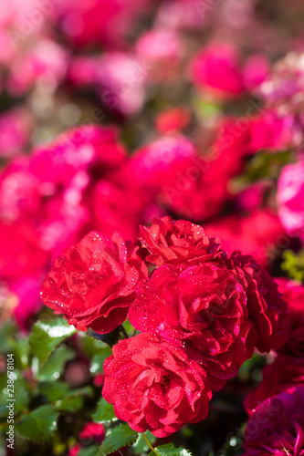 Rose flower on a green blur background.