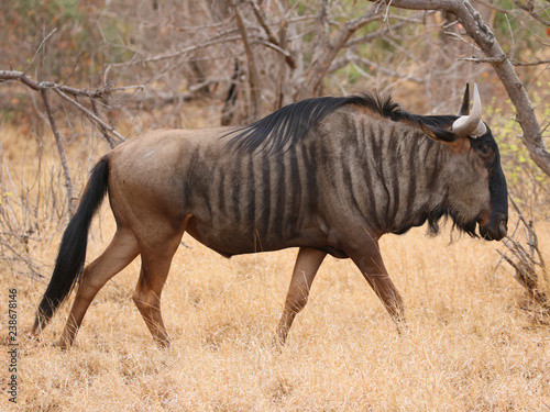 Blue Wildebeest in Kruger National Park  South Africa