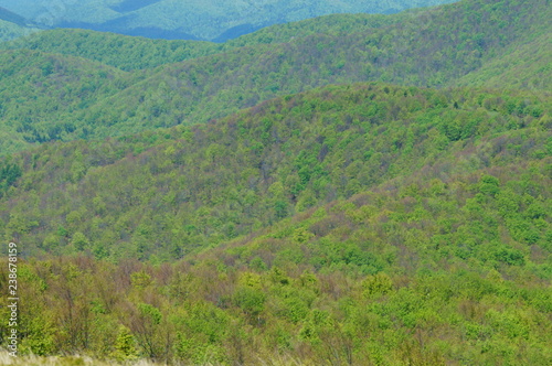 Fototapeta Naklejka Na Ścianę i Meble -  Bieszczady Mountains. Spring forest.