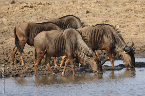 Blue Wildebeests drinking water at a waterhole in Kruger National Park  South Africa