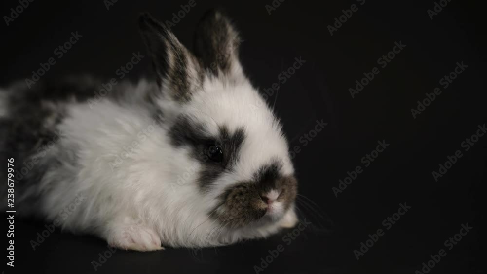 rabbit or bunny on black background rabbit or bunny on black background