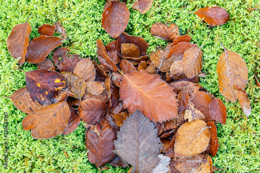 Hojas secas de haya sobre musgo. Fagus sylvatica. Hojas secas de haya sobre musgo. Fagus sylvatica.