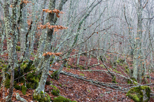 Bosque de hayas en otoño, líquenes y suelo cubierto de hojas. Fagus sylvatica.