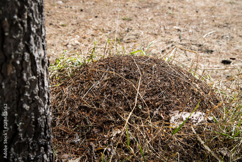 Fototapeta premium Ant hill in a pine forest in early spring