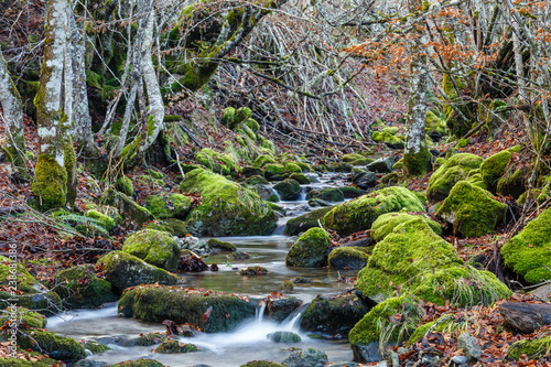 Arroyo con rocas cubiertas de líquenes en un bosque de hayas. Fagus sylvatica. photo