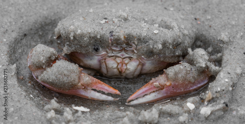 Strandkrabbe auf der Lauer