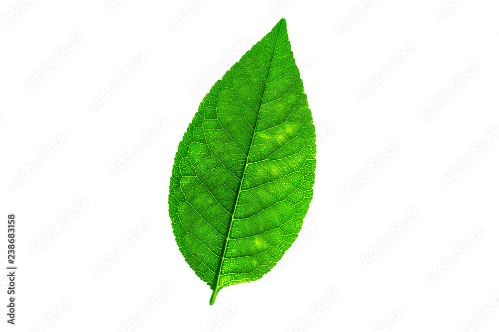 green leaf isolated on white background green leaf isolated on white background