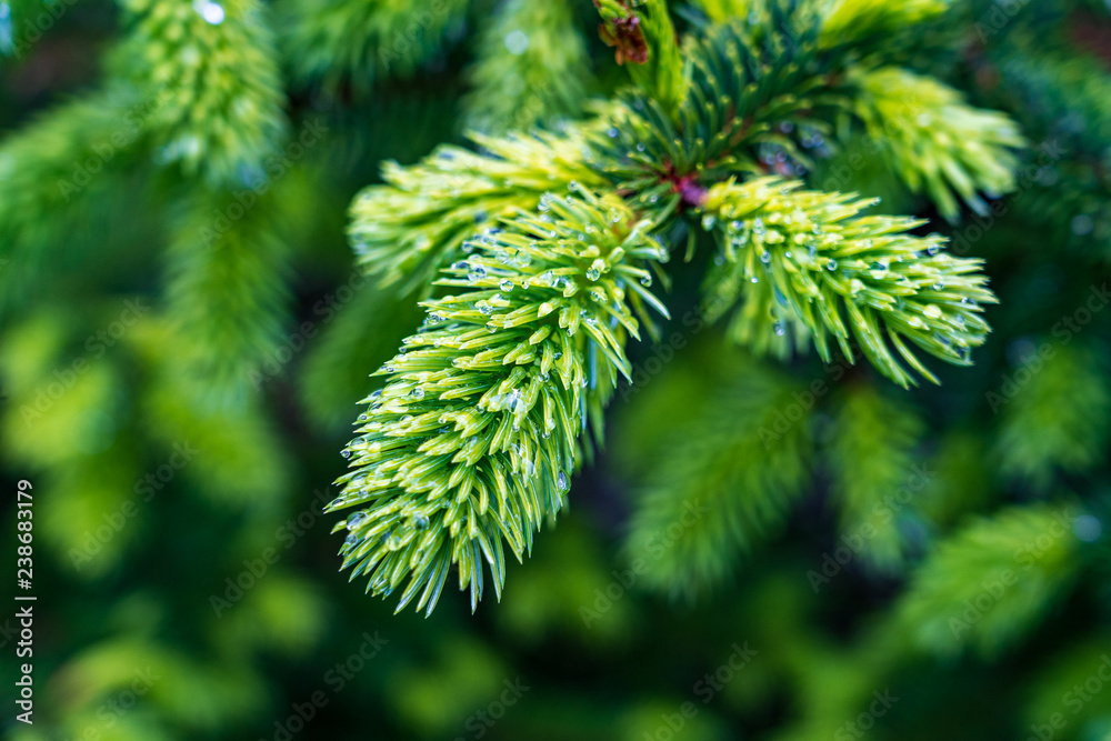 Christmas tree branch