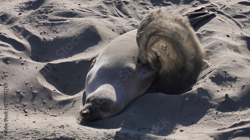 Seal or sea lion paying in sand