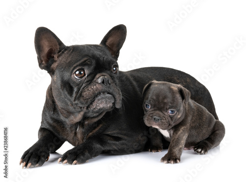 Fotografia family french bulldog