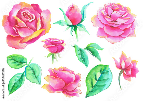 Ink, watercolor drawing : Roses
