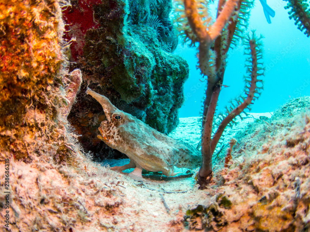Longnose Batfish