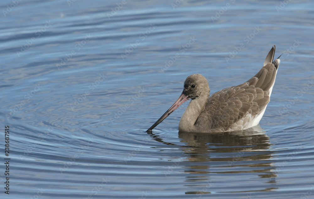 A Black-tailed Godwit (Limosa limosa) feeding in the sea.