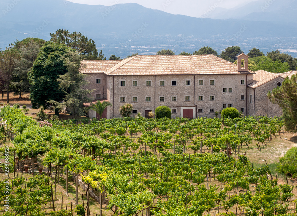 Vineyard near the monastery in Monte Cassino. Italy
