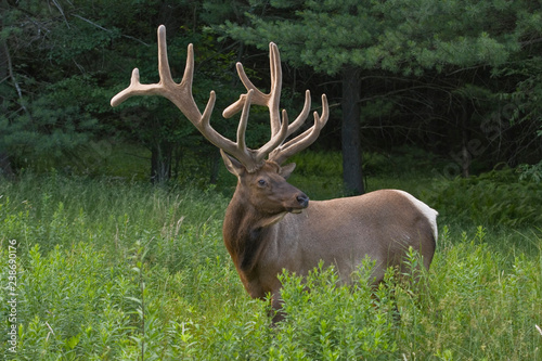 Bull elk     Photographed in Elk State Forest  Elk County  Benezette  Pennsylvania