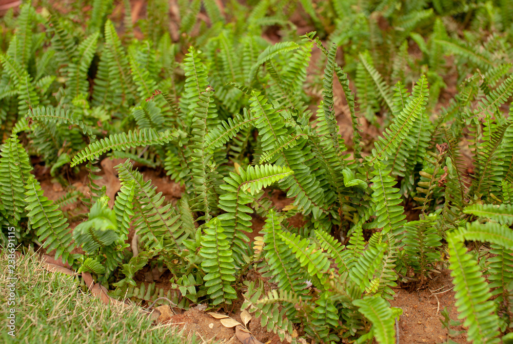 Growing fern with landscaping of the site Growing fern with landscaping of the site