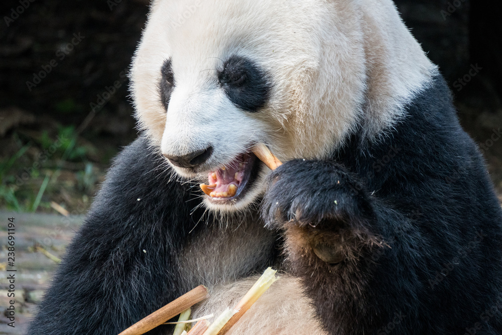 Fototapeta premium Close up of a Giant Panda eating bamboo