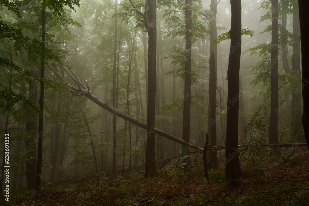 Obraz premium Hulskie Nature Reserve, Bieszczady Mountains. Primeval forest
