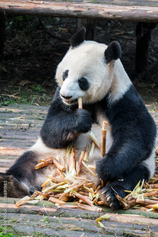 Obraz premium Giant Panda thoroughly enjoying a piece of bamboo 