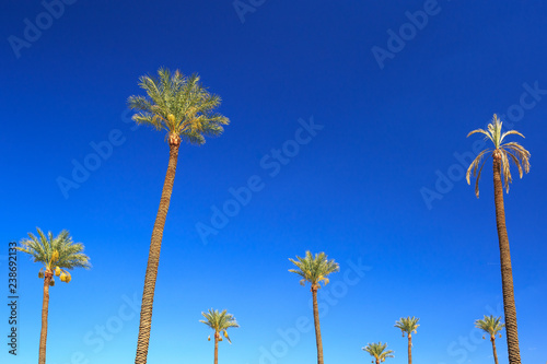 Photography exotic and tropical background or wallpaper for poster from Las Vegas