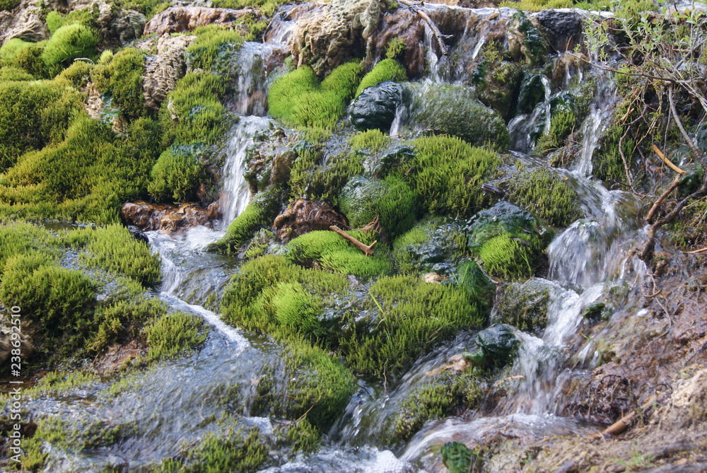 Arroyo de rio zona de musgo .